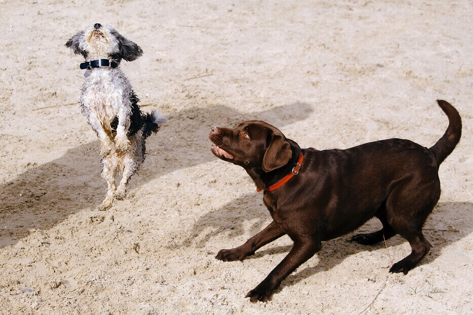 two dogs fighting at park