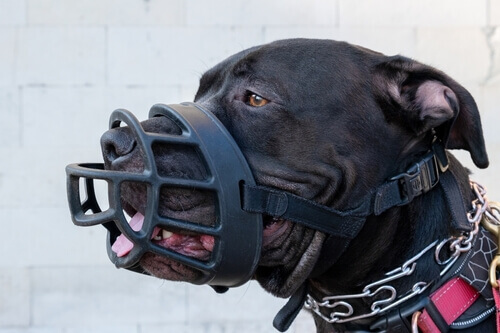 Legal Insights on Pitbull Dog Attack Statistics