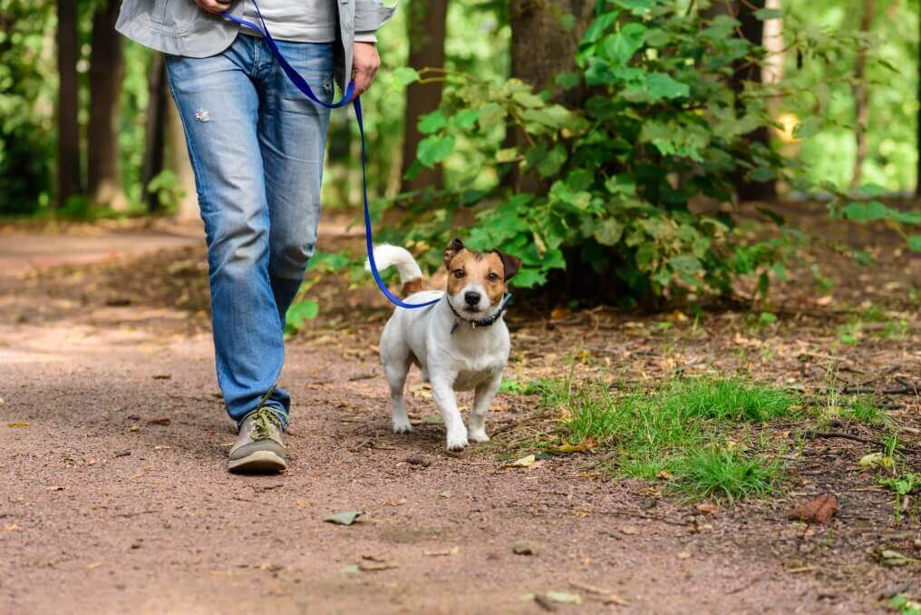 New Jersey Dog Bite Lawyer