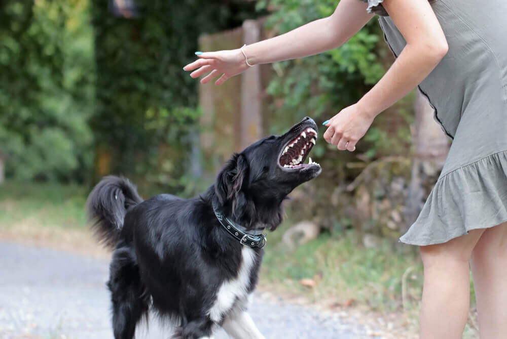 Friendly hearings in child dog bite cases.