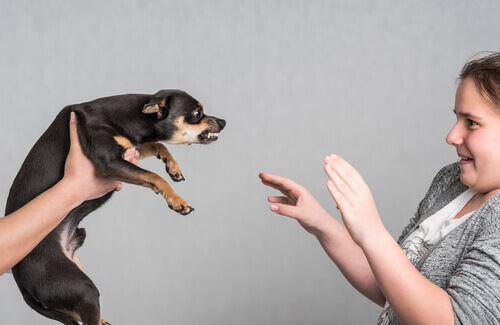 Why Does My Dog Bite Me?