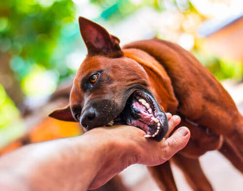 Why Does My Dog Bite My Feet?