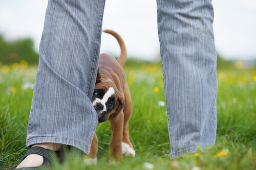 Why Does My Dog Bite My Feet?